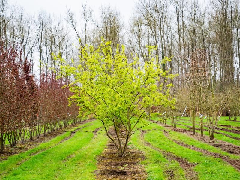 Narzędzia wbudowane Acer do zrzutów ekranu