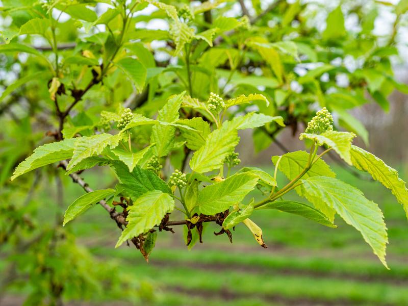 Szybkie metody zrzutu ekranu Windows