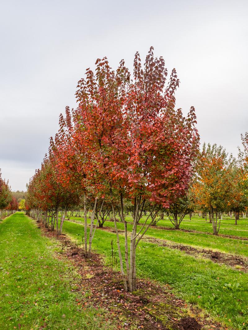 Zrzut ekranu na laptopie Acer