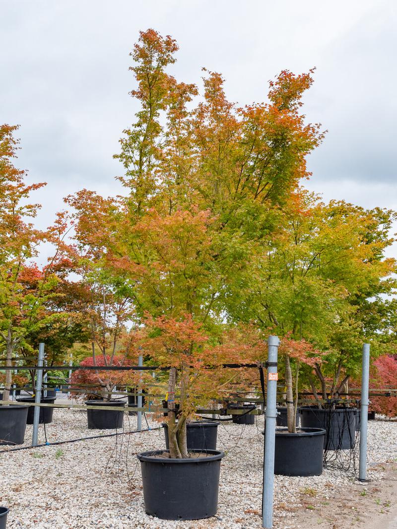 Poradnik fonetyczny dla nazwy Acer