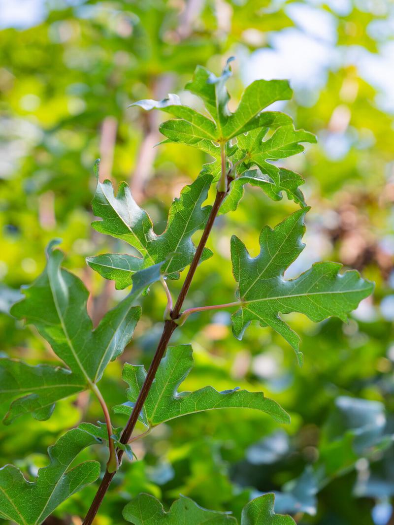 Wymowa marek w różnych językach